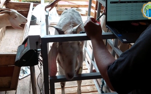 Timbangan Kambing Berbasis IoT